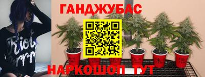 стаф Дубна